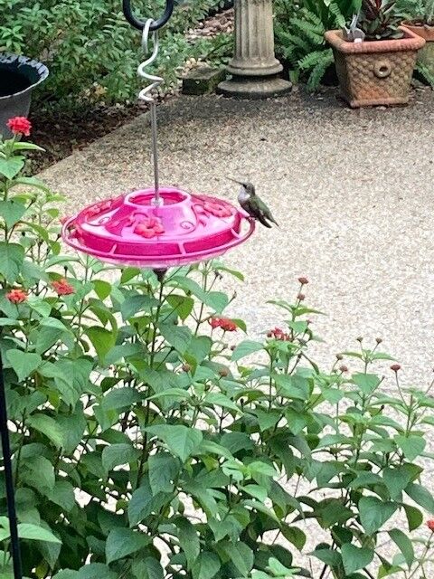 Hummingbird